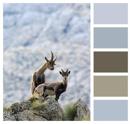Mountain Goat Animal Mammal Image